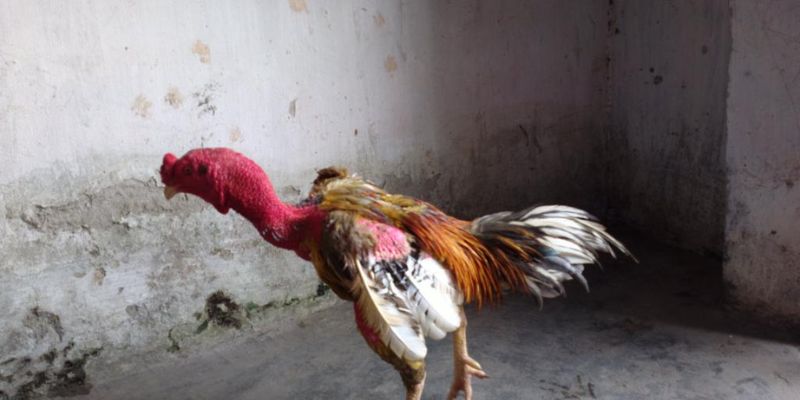 Các loại mồi cho gà đá