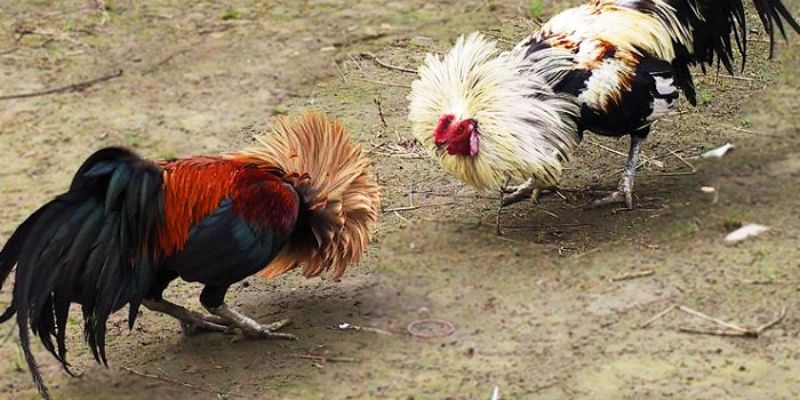 Những nét cơ bản về sảnh Đá gà J188
