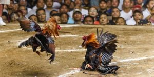 Đá gà Thomo cựa dao