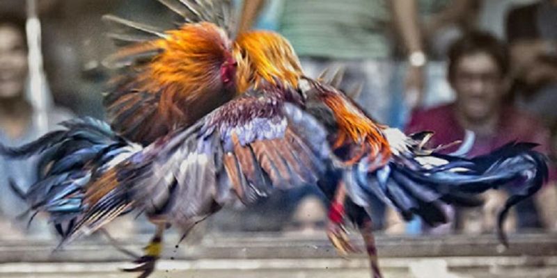 Những thông tin cần nắm về đá gà Thomo cựa dao