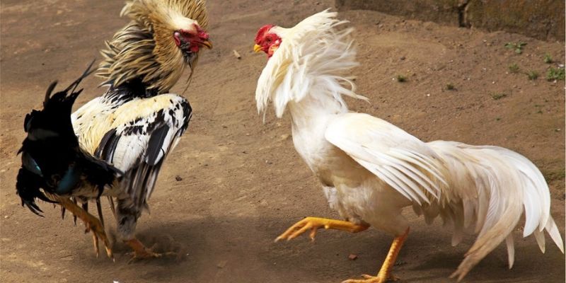 Tại sao nên chọn đá gà Thomo cựa dao tại J188 để trải nghiệm