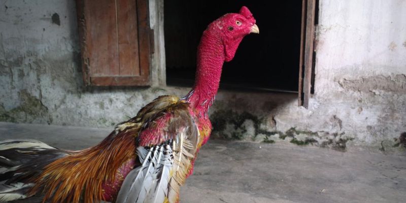 Khái niệm về vảy dặm ngón chúa là gì?