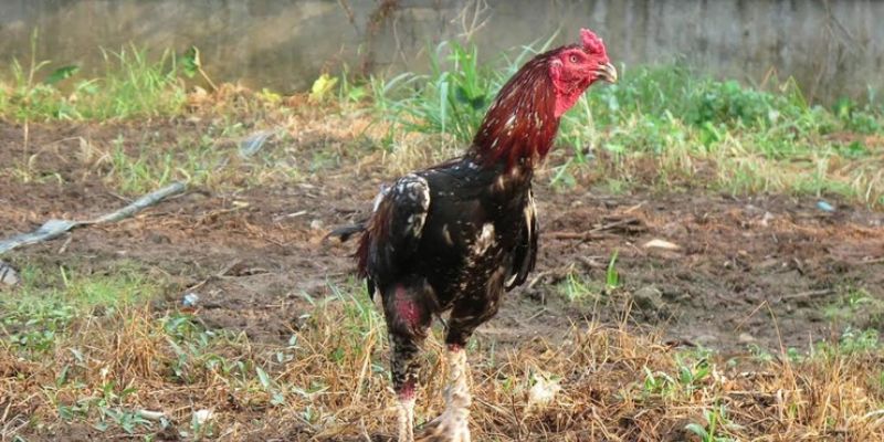 Cách để nhận dạng vảy dặm ngón chúa đơn giản nhất