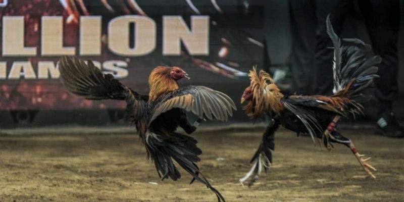 Ưu điểm nổi trội của Vảy Lạc Diệp là gì?