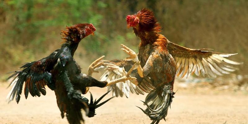 Dấu hiệu nhận dạng Vảy Lạc Diệp cho người mới
